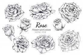 Brighten up your walls, and support independent artists. Premium Vector Set Of Rose Flower Drawing Illustration With Line Art
