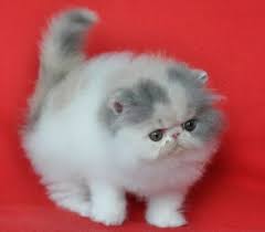 Ya, ras kucing ini adalah jenis ras yang banyak dipelihara karena lucu dan menggemaskan. Yuk Perhatikan 8 Daftar Harga Anak Kucing Persia Terbaru