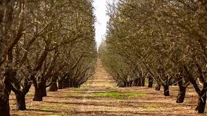 He also noticed that a troublesome pest, the mite. California Almonds Lifecycle I Ideal Mediterranean Climate