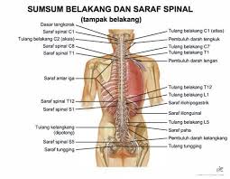 Orang dengan kifosis tampak dari postur tubuhnya yang. Bahaya Tak Bang Masalah Tulang Terapi Sakit Belakang Facebook