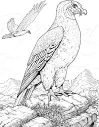 Disegno Di Falco Un Uccello Predatore Da Colorare Disegni Da Colorare E Stampare Gratis