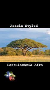 Image result for Acacia afra