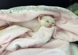 Love for an Orphan Kitten – BC SPCA