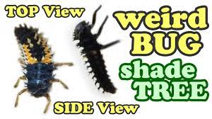 We did not find results for: Ladybugs Ladybug Larvae Larva Lady Bugs Bug Tree Insect Types Black Yellow Insects Jazevox Youtube