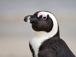 Looking for the best wallpapers? 100 Best Penguin Photos 100 Free Download Pexels Stock Photos