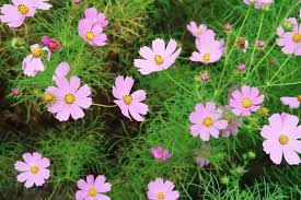 Birth Month Flower Grow Kit July If You Were Lucky Enough To Be Born In October You Can Claim The Cosmos As Your Birth Month Flower Th With Images Birth Flowers October Birth Flowers Birth Month Flowers