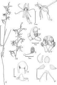 Image result for Habenaria tentaculigera
