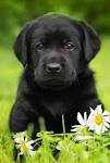 Labrador Retriever Dog Breed Profile | Petfinder