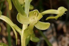Image result for Habenaria disparilis