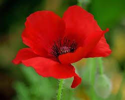 Red poppy abstract flowers wall art painting canvas black and white red poppy flowers scenery landscape flower picture wall decor for living room framed ready to hang. Red Poppy Flower New Paint By Number Numeral Paint