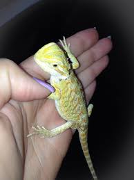 Baby Black Bearded Dragon For Sale Pin On Pets