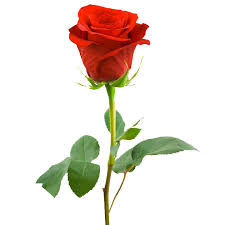 Gambar mawar bunga mawar sumber : Mawar Merah Alves House