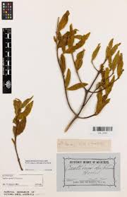 Image result for Psydrax