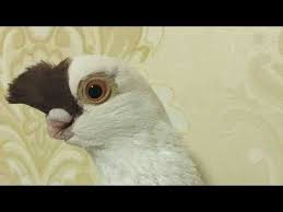 اجمل صور الحمام لشهر يناير القسم الثاني مع الطرب الحلبي الأصيل خبرونا اي طير عجبكم اكتر Youtube Animals Owl Bird