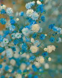 Blue Gypsophila Tinted Flowersandfreshness Com Flowersnfreshness Com