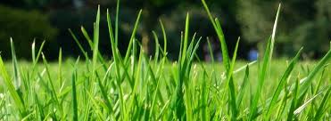 Diy & curb appeal tips. Expert Lawn Care Treatments In Devon