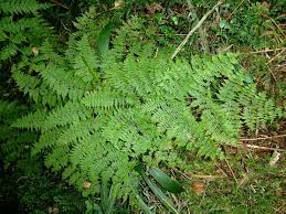 Image result for Hypolepis sparsisora