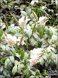 Image result for Craibia