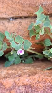 Image result for Stemodiopsis rivae