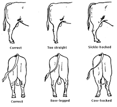 Figure 7 The Structure Of The Hind Legs Shoudl Be Well Defined Angles In The Joints At The Hip Stifle Hock And Paste Cattle Ranching Beef Cattle Show Cattle