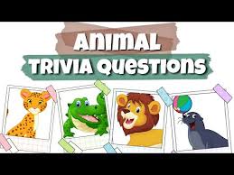 Around what percentage of animal species are invertebrates? Trivia Questions With Answers 1 Animals Kindergarten Preschool Youtube