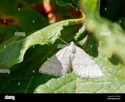 Image result for Mesotype parallelolineata