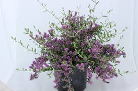 Image result for Buddleja pulchella