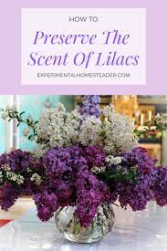 Do You Love The Lilac Scent Learn How To Preserve The Scent Of Lilacs Yourself You Can Use The Fragrance Extraction In Homema Lilac Scent Lilac Lilac Perfume
