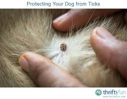 Protecting Your Dog From Ticks Tick Removal Ticks On Cats Ticks On Dogs
