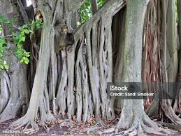 Image result for Ficus chirindensis