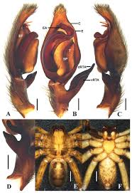 Image result for Sinopteridaceae