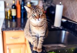 In this post you'll learn how to keep cats off counters so you can prepare food in peace! Yes You Can Teach Your Cat To Stay Off The Counters