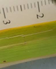 Image result for Eulalia polyneura