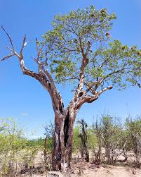 Image result for Nuxia oppositifolia