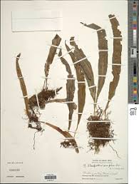 Image result for Lepisorus excavatus