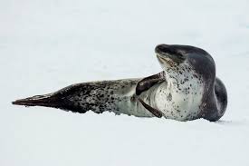 Leopard Seal Wikipedia