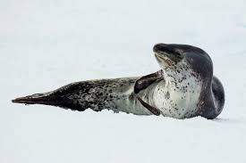 leopard seal wikipedia