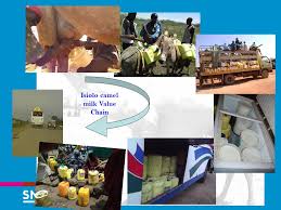 The gcc camel dairy market has been analysed as followed Camel Milk Value Chain Development Snv And Partners Experience Ppt Video Online Download