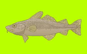 Baja style fish tacos are a regional style of taco found in san diego and the baja region of mexico this kind of fish taco is either grilled or fried and topped with either a creamy or vinegar based slaw. 50 Hilarious Laugh Out Loud Fish Puns Thought Catalog