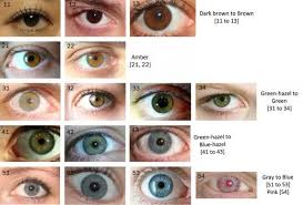 The Eye Color Chart Shades Of Brown Eyes Eye Color Chart Rare Eye Colors