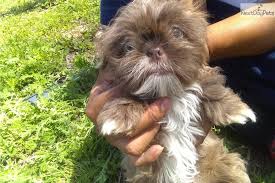 We did not find results for: Shih Tzu Puppy For Sale Near Phoenix Arizona 90a162f3 Eea1