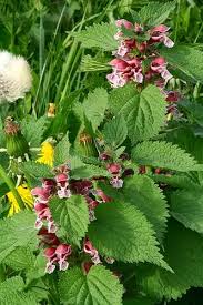 Image result for Ocimum lamiifolium