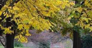 Pin On Botanical Gardens Toledo Ohio