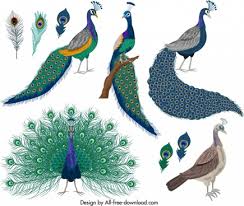 The vase also came from a thrift store, on a separate shopping excursion a few years ago. Peacock Free Vector Download 152 Free Vector For Commercial Use Format Ai Eps Cdr Svg Vector Illustration Graphic Art Design