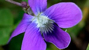 These flowers are symetrical, but their petals are joined along the sides, like a morning glory. Plant Lovers Almanac Spring In Ohio Brings Native Wildflowers