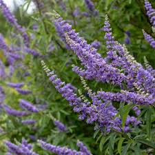 Image result for Vitex thyrsiflora