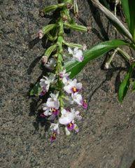 Image result for Polystachya tridentata