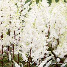 Happy Spirit Astilbe Shade Perennials Part Sun Perennials Astilbe