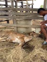 We did not find results for: Colombia Star Miguel Borja Claims His Cow Was Raped And Abused By Drug Crazed Gang Of Young Men During Lockdown