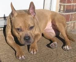 The french bulldog pitbull mix is a mixed breed dog resulting from breeding the french bulldog and the pitbull. Pin On Doggies I Wantie